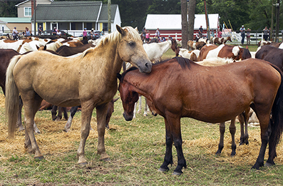 Chincoteague Wild Ponies : Personal Photo Projects : Photos : Richard Moore : Photographer